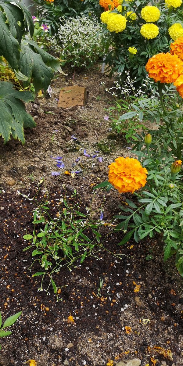 初めてのユーフォルビア 最後の1株を植え付け