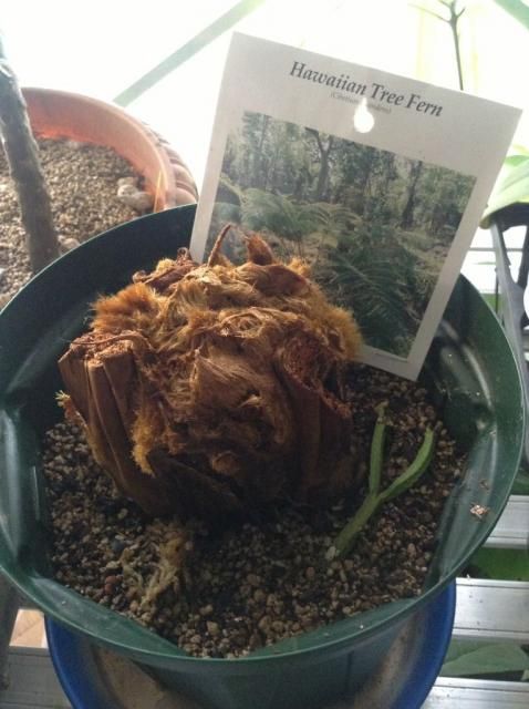 Hawaiian Tree Fern [cibotium splendens] とりあえず、植える