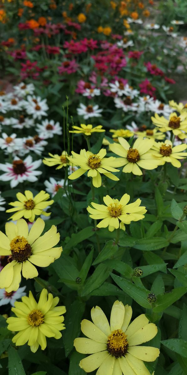 初めての百日草 引き続き開花中