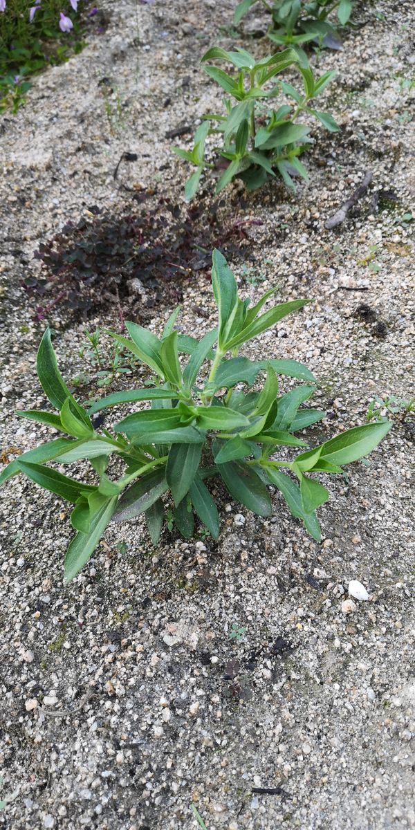 初めての百日草 育ち始めました