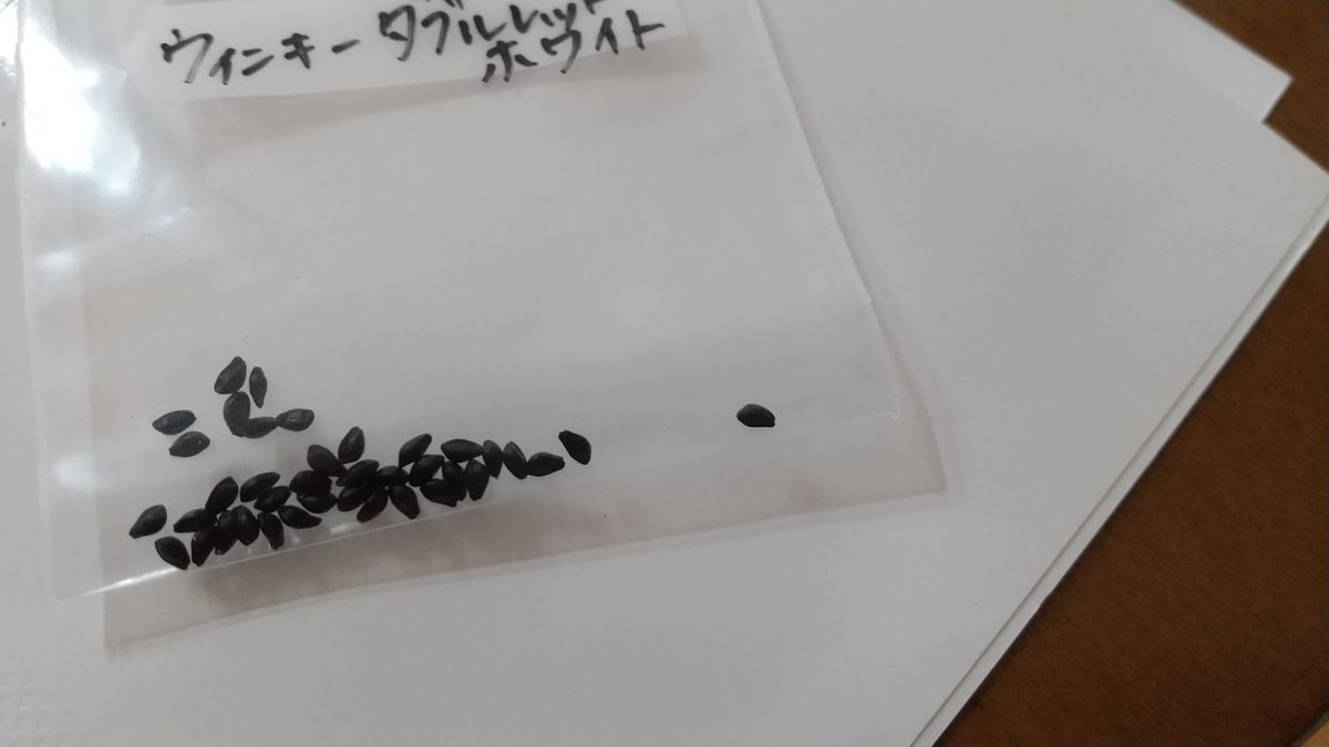 ✔️ 西洋オダマキを種から育てる ウィンキー 種