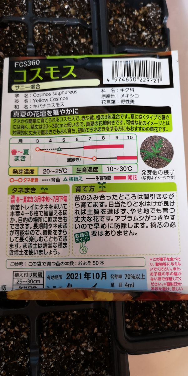 4月からコスモス①　2021年