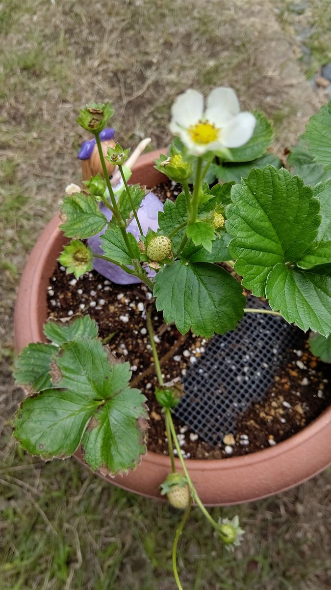 イチゴさんを リカちゃんと見守る*2021 実🍓