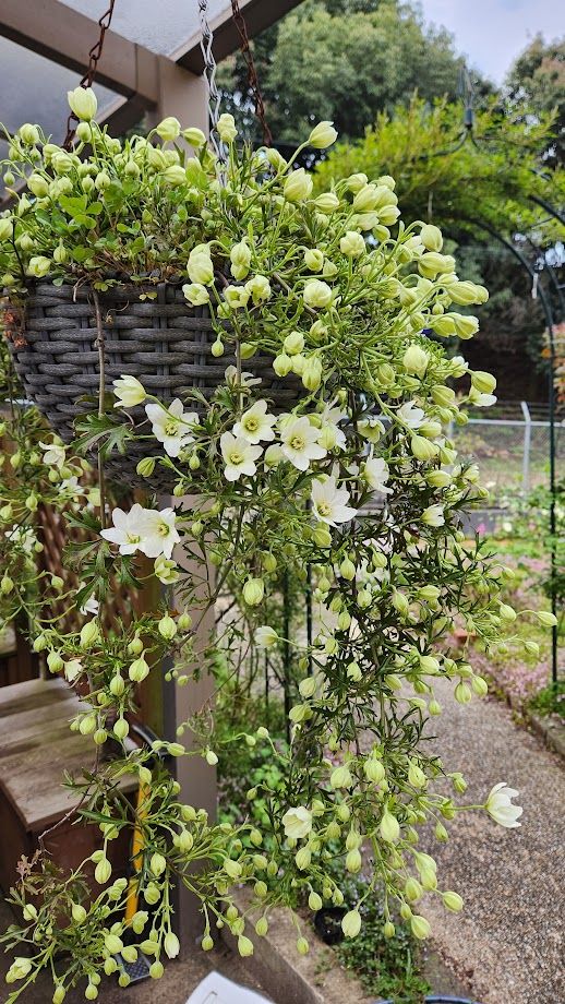 カートマニージョーを育てる 花が増えてきました。