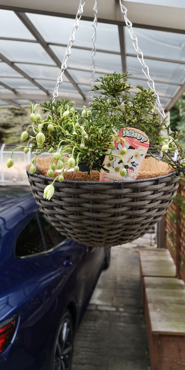 カートマニージョーを育てる 花が咲きそうです