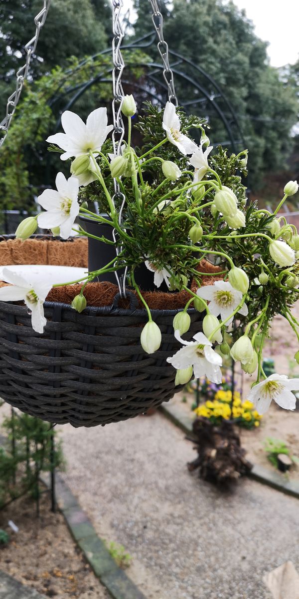 カートマニージョーを育てる 開花が進んできています