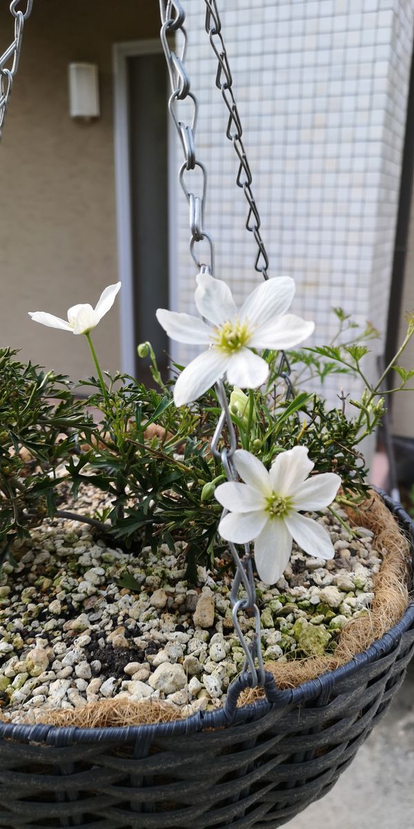 カートマニージョーを育てる 花が増えています