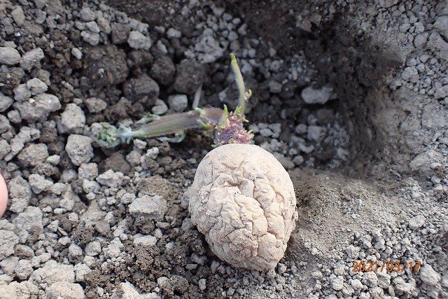 ジャガイモのごろごろ植え 植え付けです