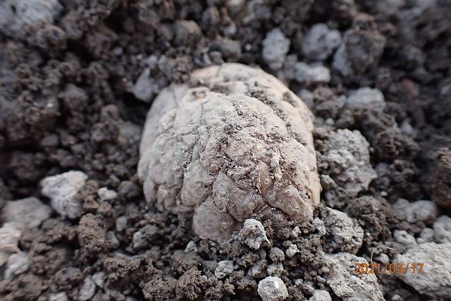 ジャガイモのごろごろ植え 植え込んだ様子です。