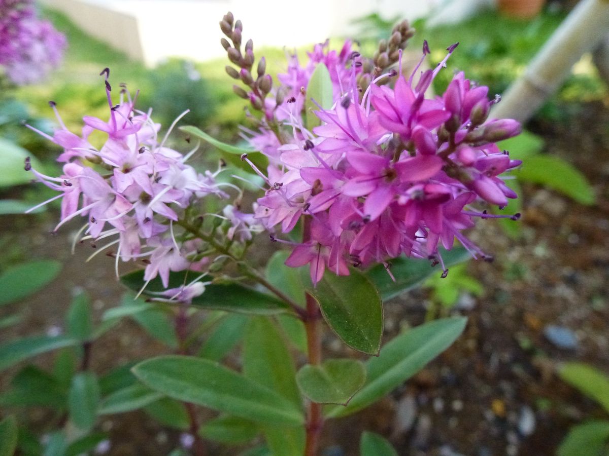 寒波による枯れ込みからのヘーベ復活大作戦 購入時の花