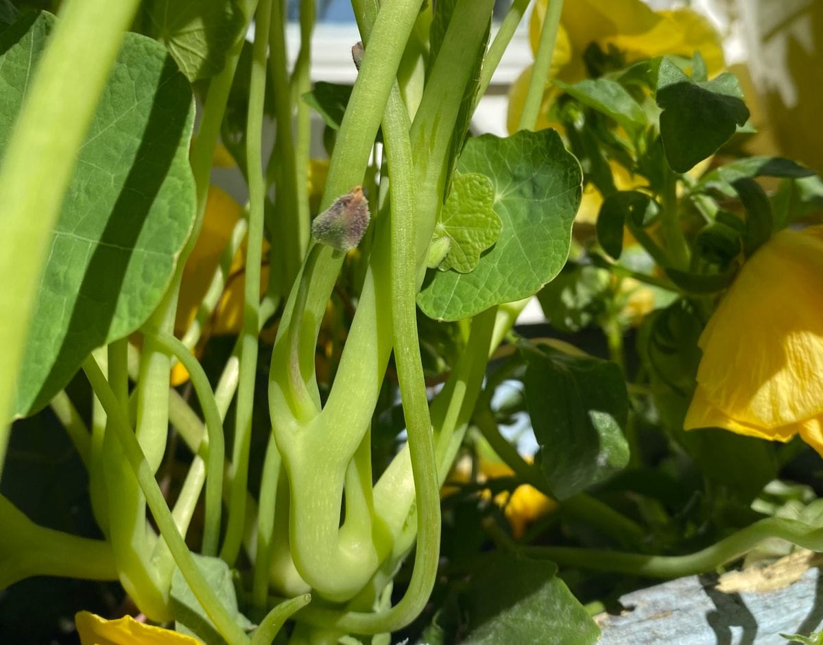 【2021年春◆育成中】種から育てるナスタチューム 6/2 花芽が見えてきました