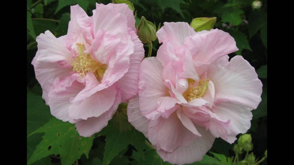 挿し木からの酔芙蓉♪