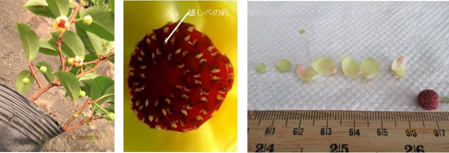 街中できれいな実盆栽『ビナンカズラ』を育てたい。 雄しべの花粉はどこだ？