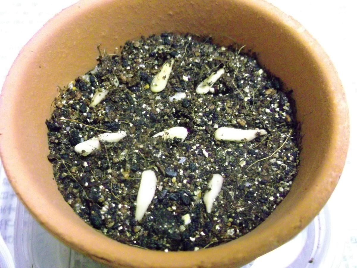 電信柱なパキポディウムを種から育ててみる 種まきしました