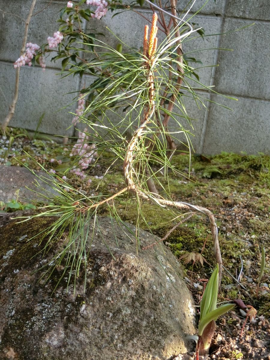 真似っ子松盆栽 新芽が伸びて来ました