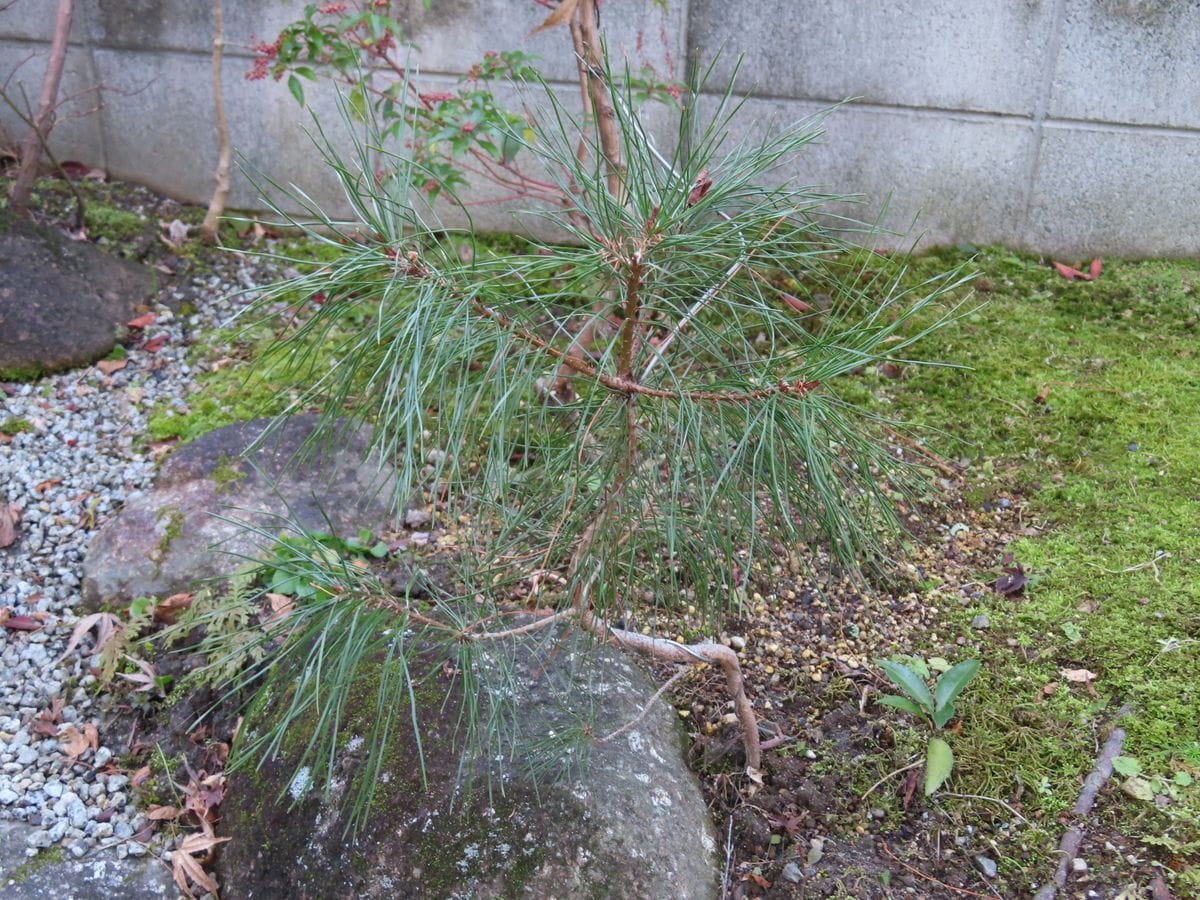 真似っ子松盆栽 葉が垂れる