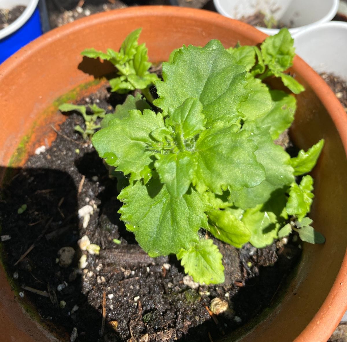 【2021年春◆育成中】種から育てるバコパ 脇芽も出てきました