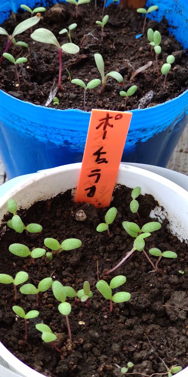 種採取から種蒔き ポットに植え替え