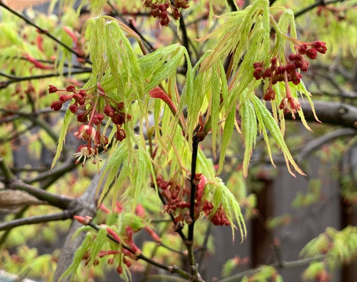 モミジ　2種　花の姿を追いかけます。　2021 枝垂紅葉　5