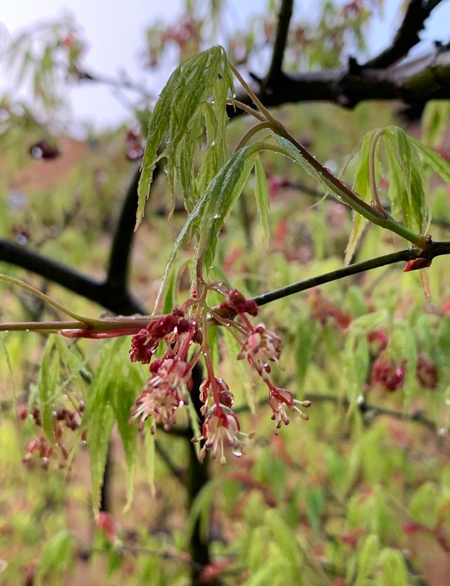 モミジ　2種　花の姿を追いかけます。　2021 枝垂紅葉　6