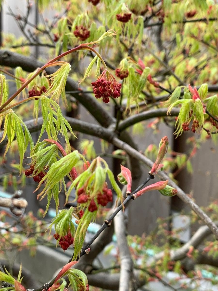 モミジ　2種　花の姿を追いかけます。　2021 枝垂紅葉　3