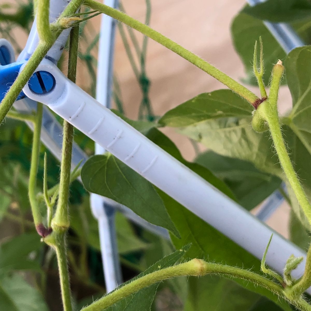 学校で植えたアサガオ6種類 花がほとんど咲かない覆輪なしの赤紫