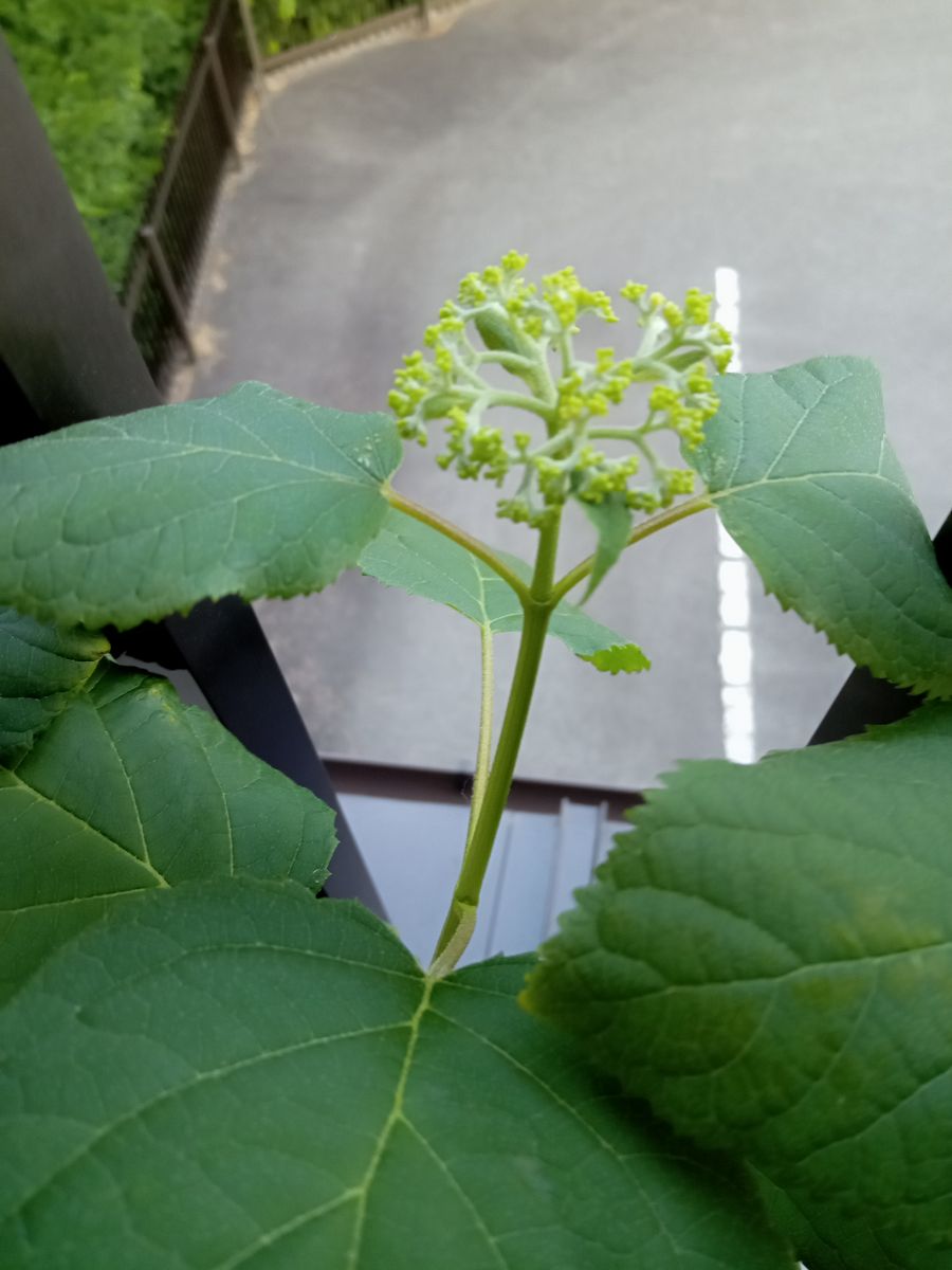 “アナベル”をベランダで栽培 花芽が育ってきた