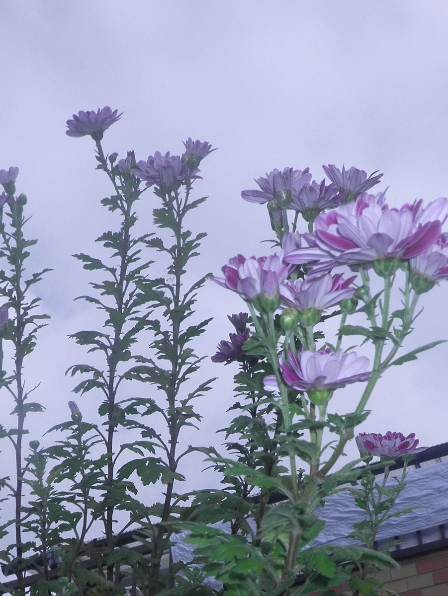 小菊の夏越し ７月１６日　いち早い開花