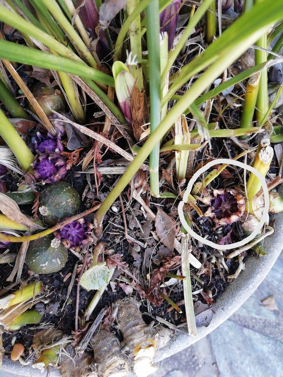 ハランの花の変遷 植木鉢の花