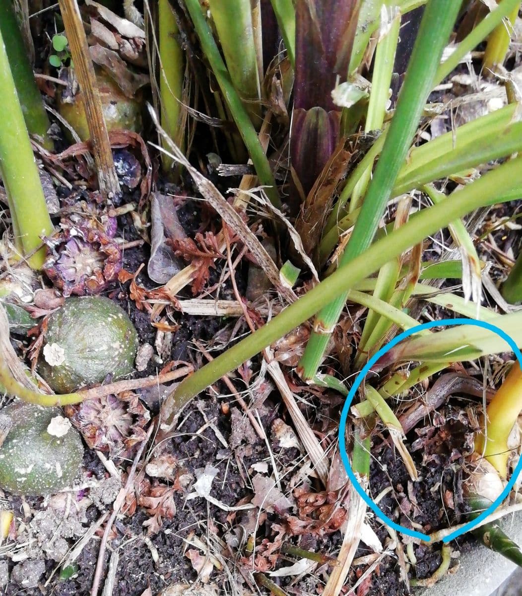 ハランの花の変遷 植え木鉢の花