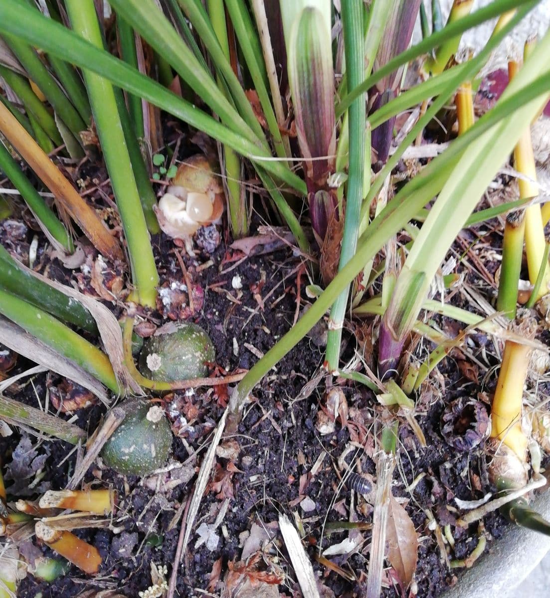 ハランの花の変遷 昨年の種がはじけた