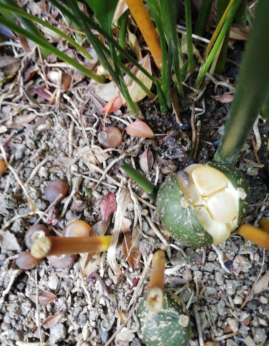 ハランの花の変遷 種がはじけた。