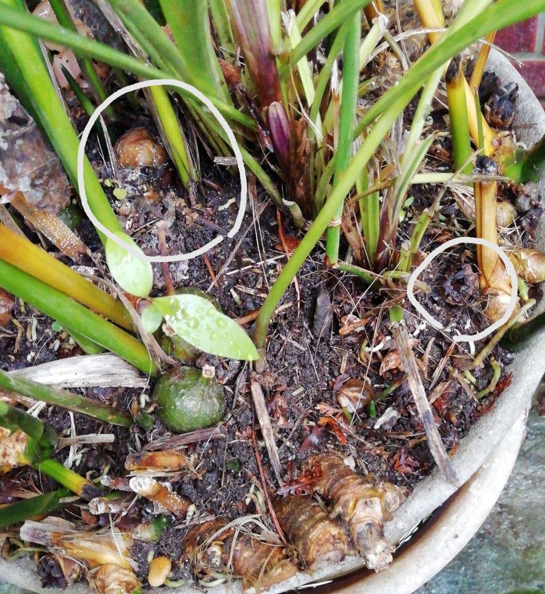 ハランの花の変遷 はじけた種が消えた