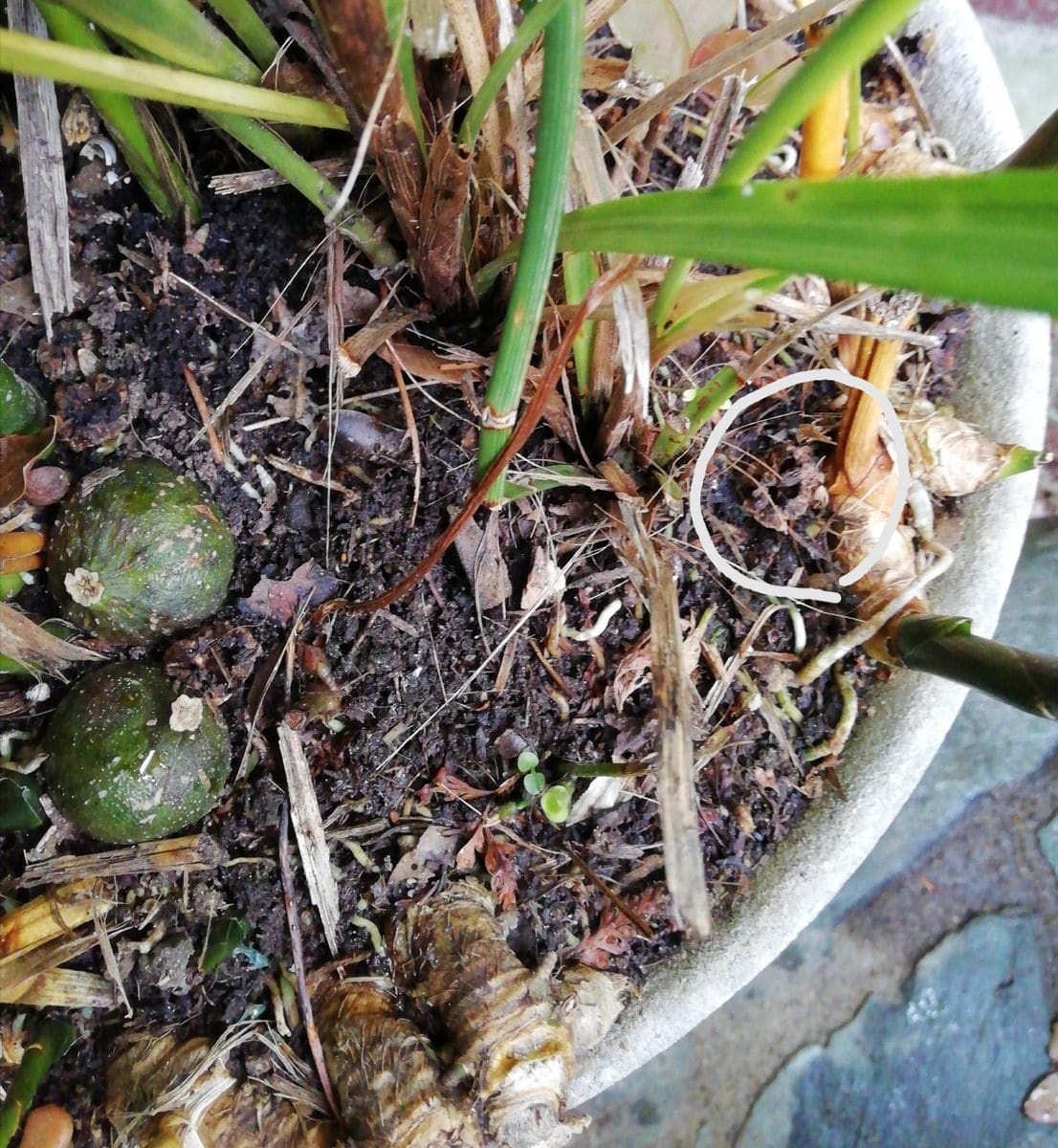 ハランの花の変遷 実は着くのだろうか