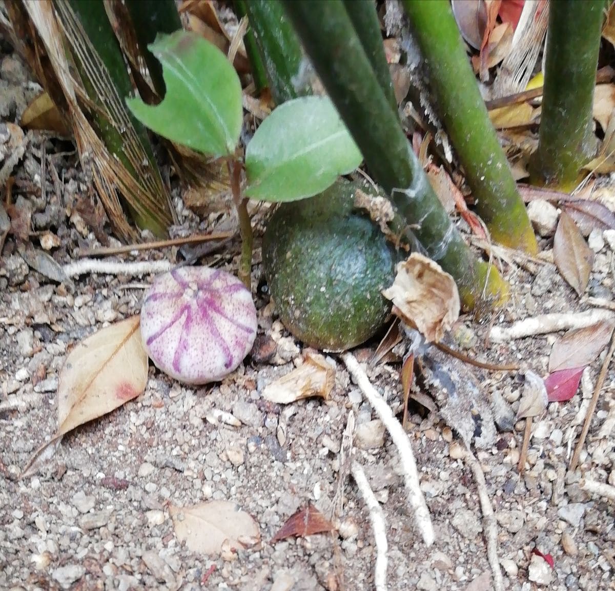 ハランの花の変遷 再び花の季節