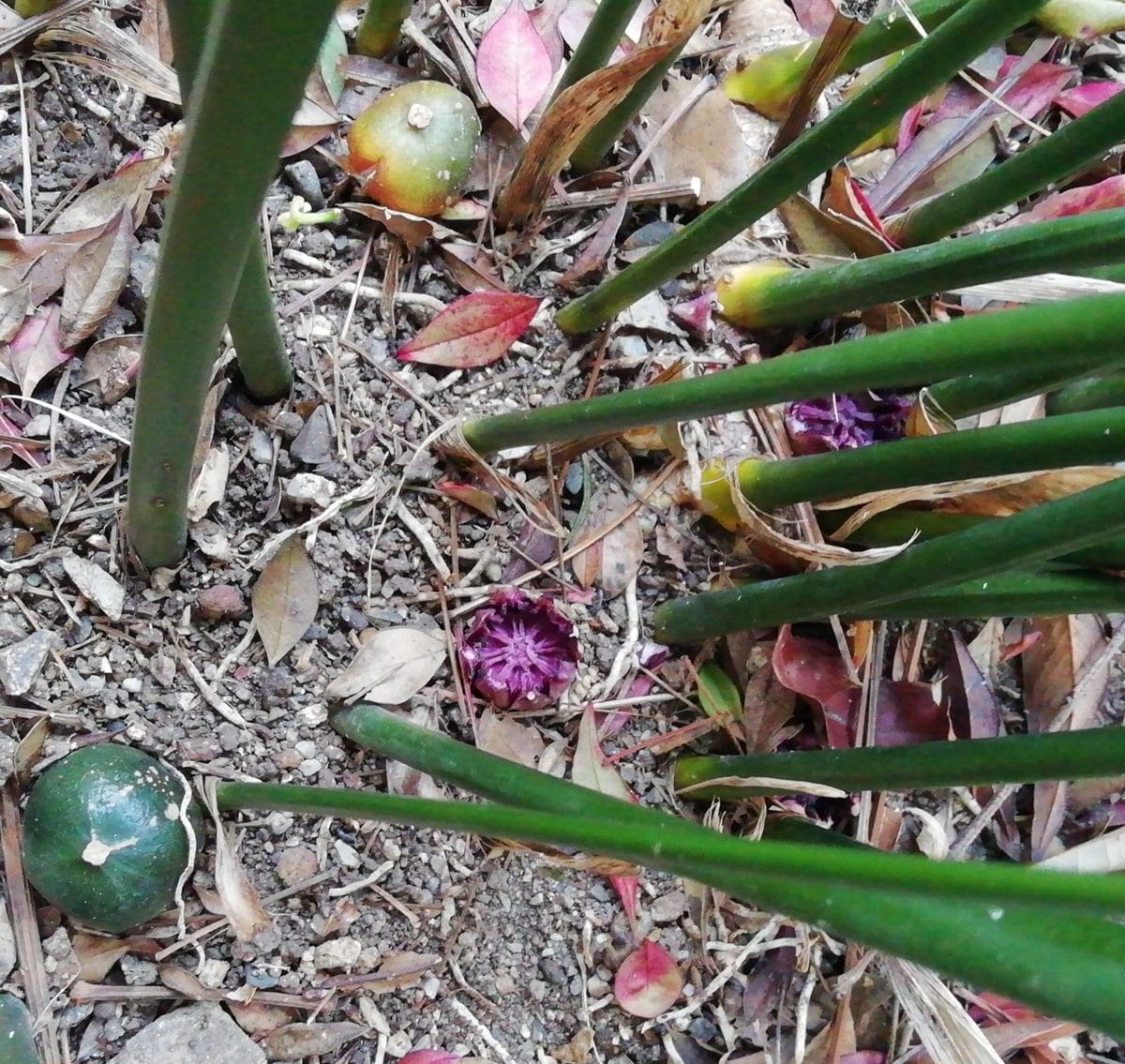 ハランの花の変遷 咲いた