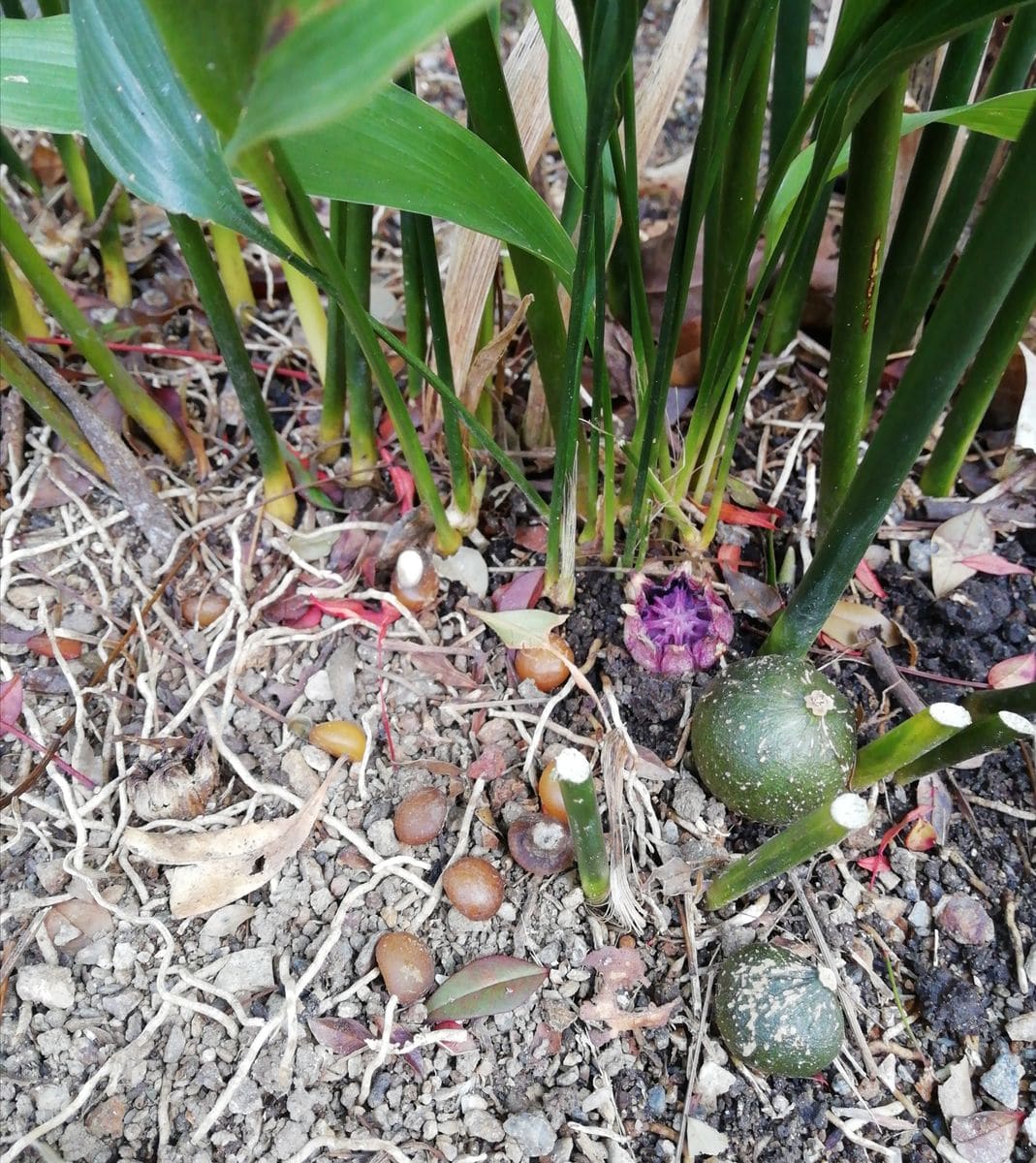 ハランの花の変遷 開花