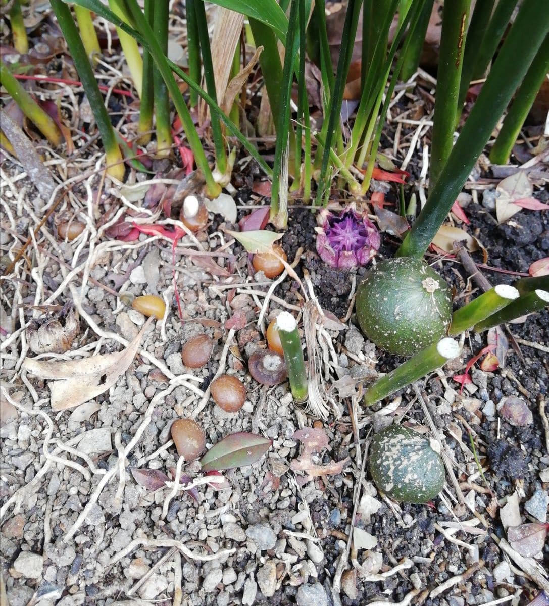 ハランの花の変遷 経過の観察