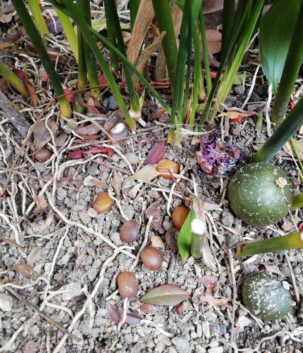 ハランの花の変遷 変色