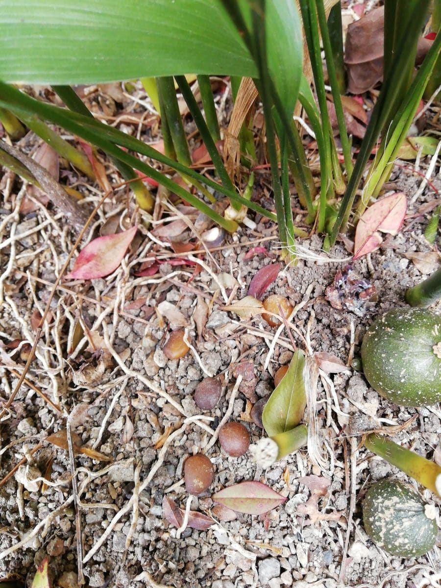 ハランの花の変遷 花が朽ちた