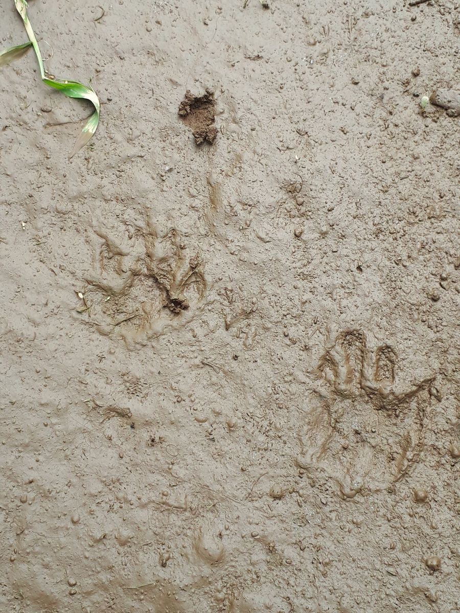 生姜は里芋との混植で良く育つか？Ver.2021　＋α（スイカの天空栽培） スイカの側の通路にハクビシンの足跡が！！