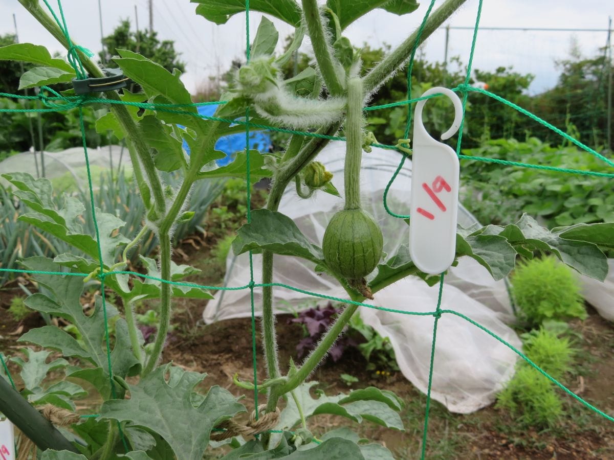 生姜は里芋との混植で良く育つか？Ver.2021　＋α（スイカの天空栽培） 初めて受粉した雌花が着果しました