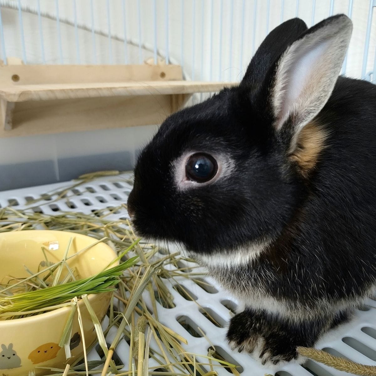 うさぎ用の大麦若葉を栽培セットで育てる 食べた