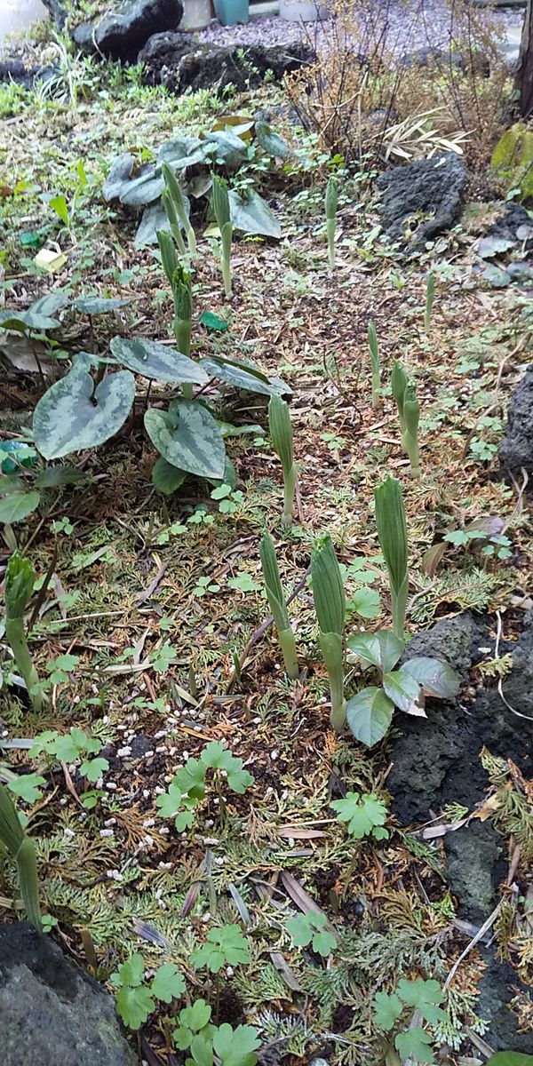 クマガイソウ庭植え 芽出し