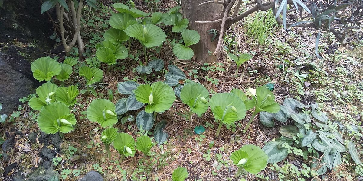 クマガイソウ庭植え 蕾が出てきました