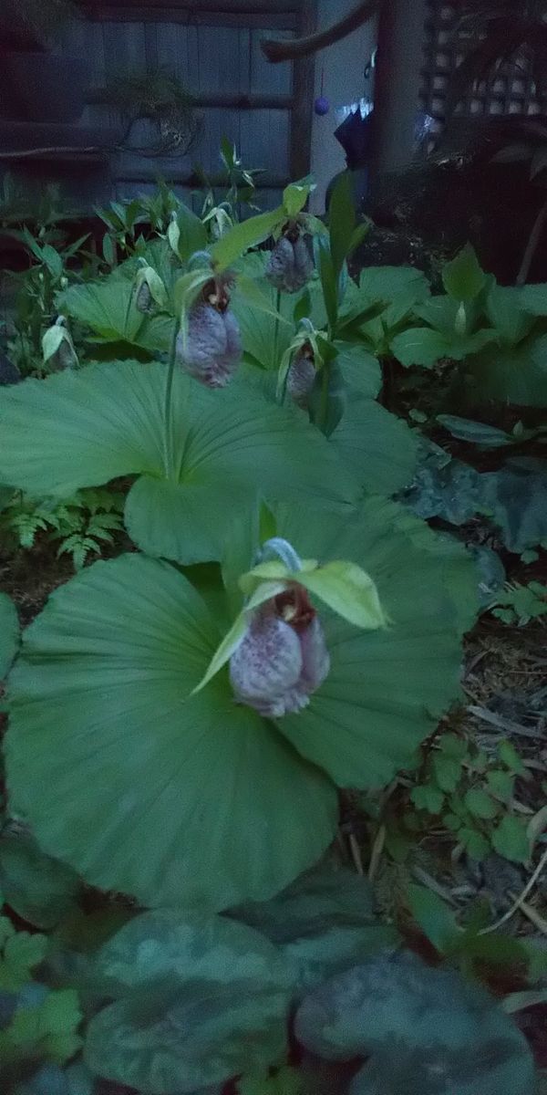 クマガイソウ庭植え 咲きました