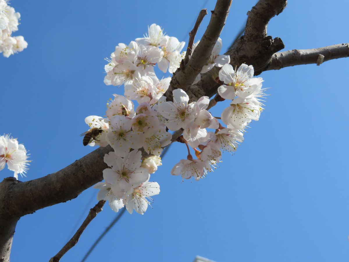 甦れステラ（ｱﾒﾘｶﾝﾁｪﾘｰ）プロジェクト（完結）　Ver.2021～ 暖地桜桃は満開、今年もミツバチが受粉開始