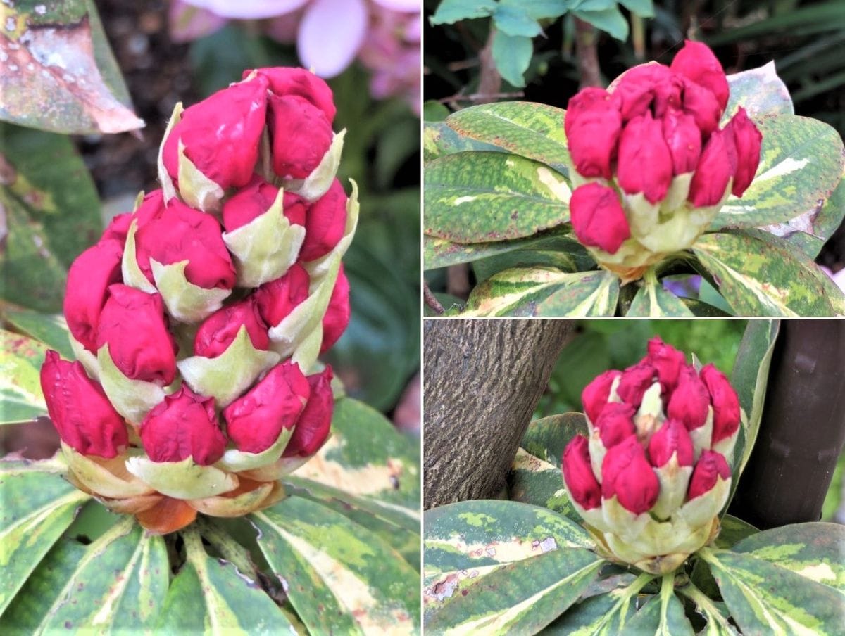 地植えをしたシャクナゲの花咲くまで 2021/03/30 膨らんだ花蕾み