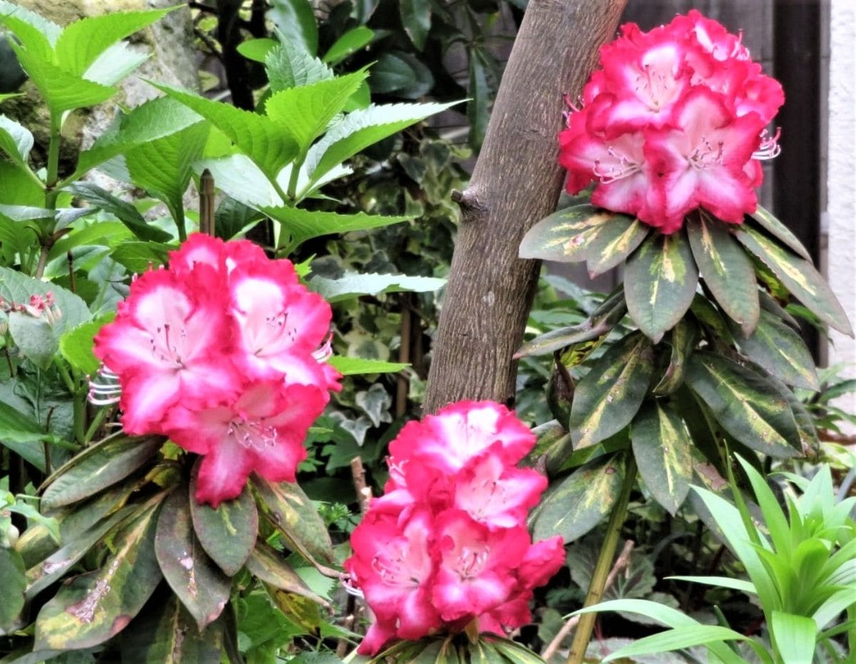 地植えをしたシャクナゲの花咲くまで 2021/04/03 ３つ揃った花姿