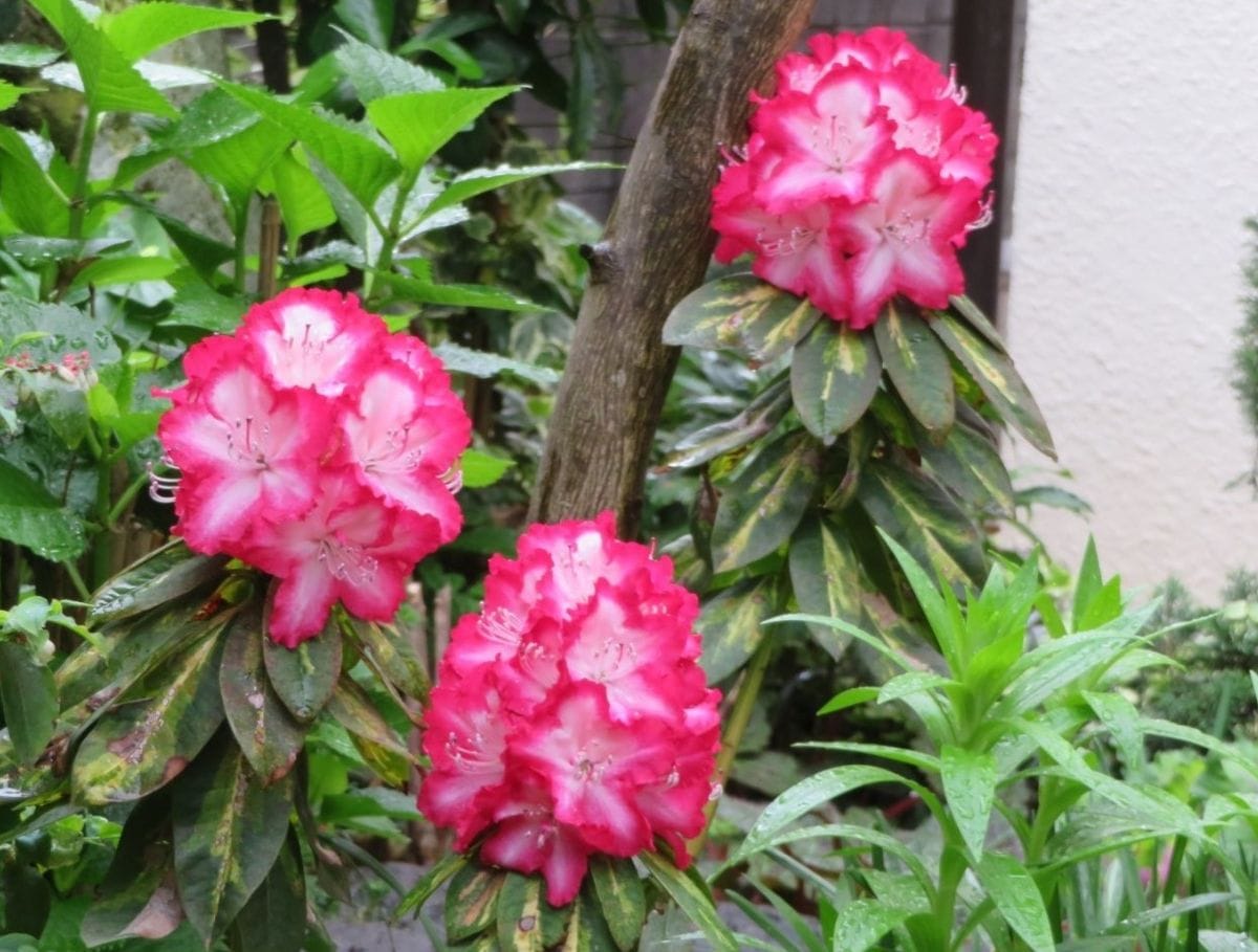 地植えをしたシャクナゲの花咲くまで 2021/04/04 満開になりました